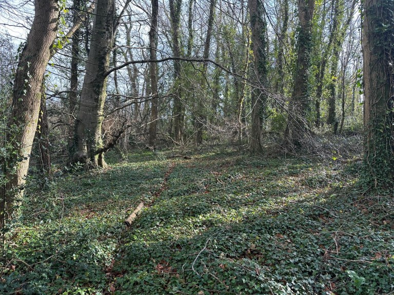 Images for Timber Hill, Lyme Regis