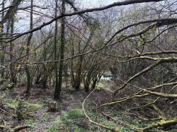 Images for Looe Mills, Liskeard