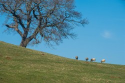 Images for Queen Bower, Sandown, Isle of Wight
