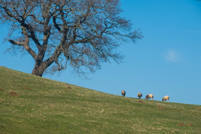 Images for Queen Bower, Sandown, Isle of Wight