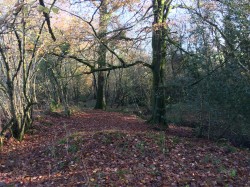 Images for West Anstey, South Molton