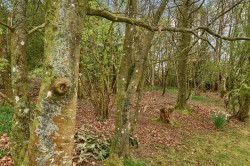 Images for Crewkerne Road, Axminster, Devon