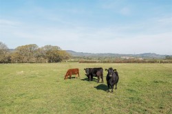 Images for Whitchurch Canonicorum, Bridport, West Dorset