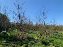 Images for Littlehempston