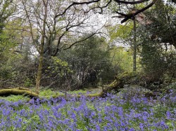 Images for Branscombe, Seaton