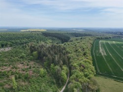 Images for Milton Abbas, Blandford