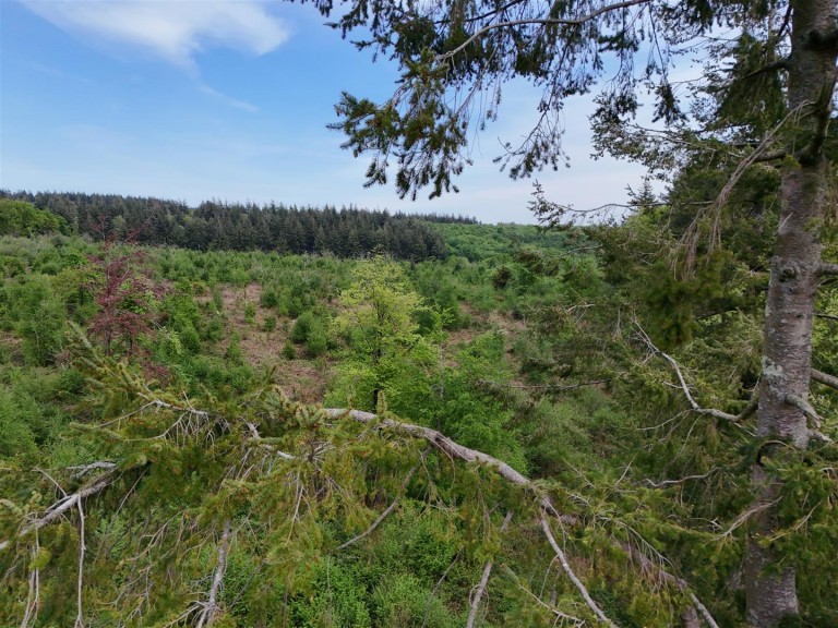 Images for Milton Abbas, Blandford