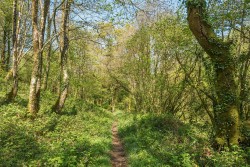 Images for Latchley, Gunnislake