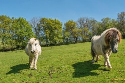 Images for Latchley, Gunnislake