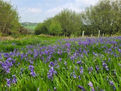 Images for Hooke, Beaminster