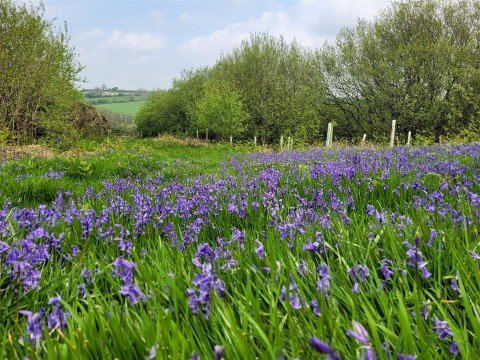 Click the photo for more details of Hooke, Beaminster