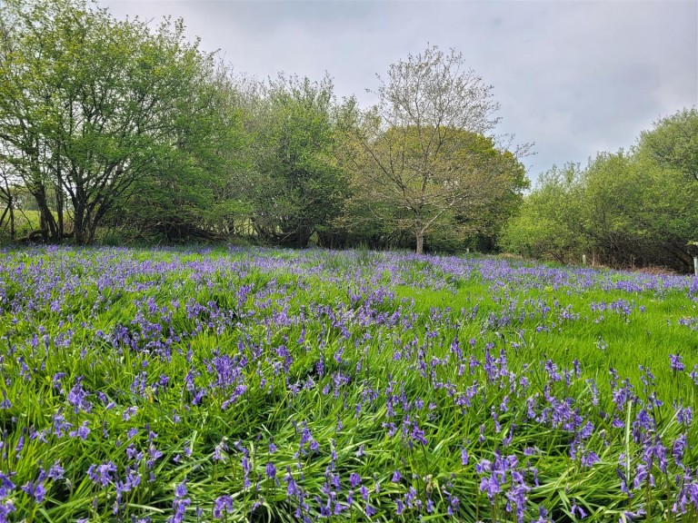 Images for Hooke, Beaminster