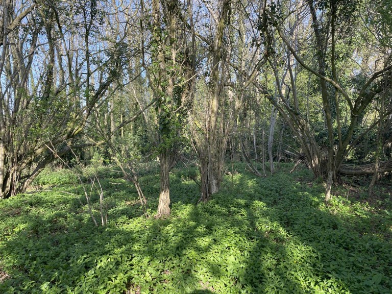 Images for Thorne St. Margaret, Wellington