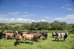 Images for Lower Kingston Russell Farm, Long Bredy
