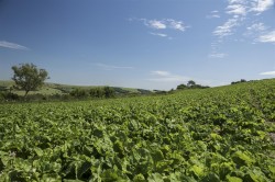 Images for Lower Kingston Russell Farm, Long Bredy