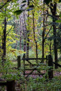 Images for Beaminster