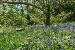 Images for Cathole Lane, Uplyme, Lyme Regis