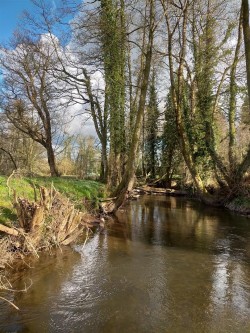 Images for Wellisford, Wellington