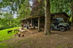 Images for Ammerham, Winsham, Chard