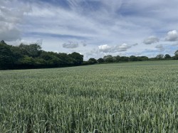 Images for Hinton Martell, Gaunts, Wimborne