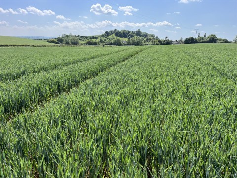 Click the photo for more details of Somerton