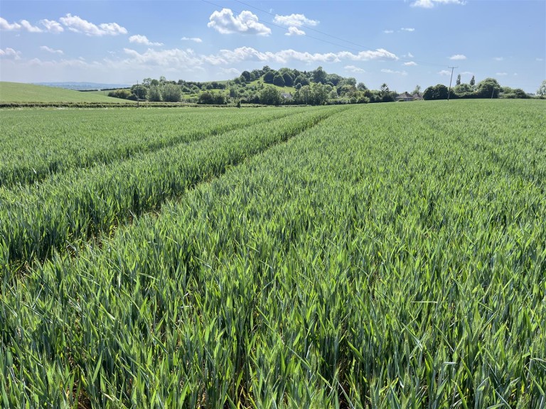 Images for Somerton