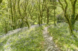 Images for Golberdon, Callington