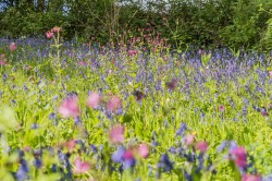 Images for Golberdon, Callington