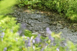 Images for Golberdon, Callington