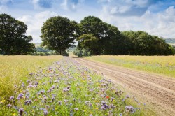 Images for Peggs Farm, Farrington, Blandford