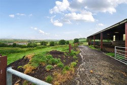 Images for Neopardy, Crediton