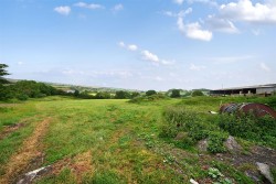 Images for Neopardy, Crediton