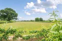 Images for Blackney, Bridport, Dorset