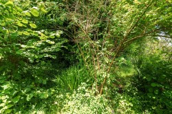 Images for Natalia Terrace, Higher Frome Vauchurch, Dorchester