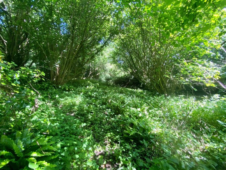 Images for New Street Lane Loders,, Bridport