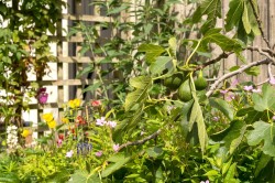 Images for Chetcombe Street, Poundbury, Dorchester