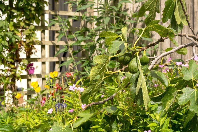 Images for Chetcombe Street, Poundbury, Dorchester