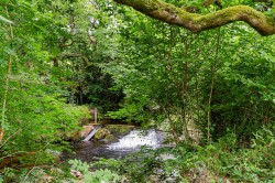 Images for South Brent