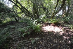 Images for Chapel Lane, Trethurgy, St. Austell