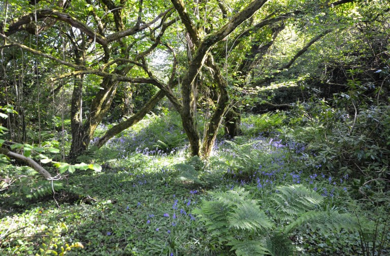 Images for Chapel Lane, Trethurgy, St. Austell