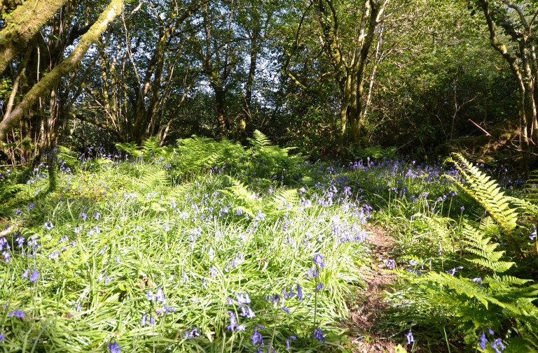 Images for Chapel Lane, Trethurgy, St. Austell