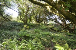 Images for Chapel Lane, Trethurgy, St. Austell