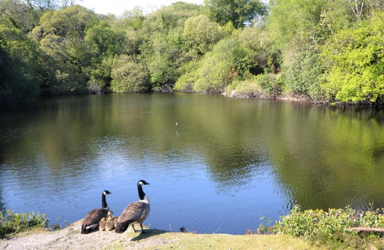 Images for Chapel Lane, Trethurgy, St. Austell