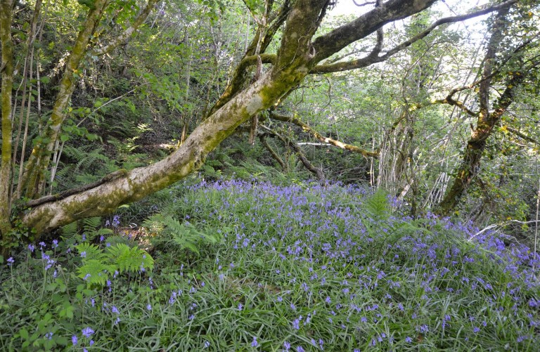 Images for Chapel Lane, Trethurgy, St. Austell