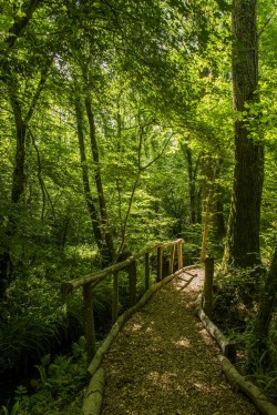 Images for Bettiscombe, Bridport