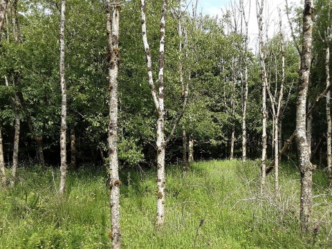 Click the photo for more details of West Chilla, Beaworthy