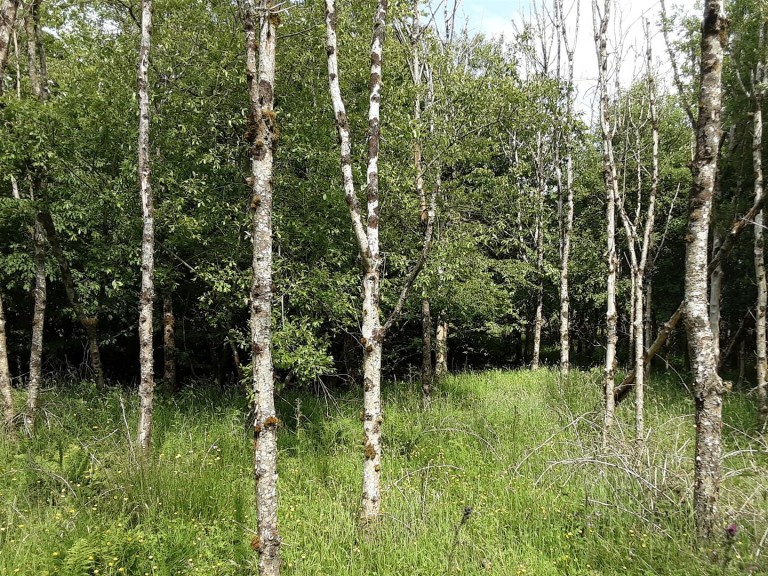 Images for West Chilla, Beaworthy