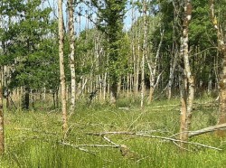 Images for West Chilla, Beaworthy