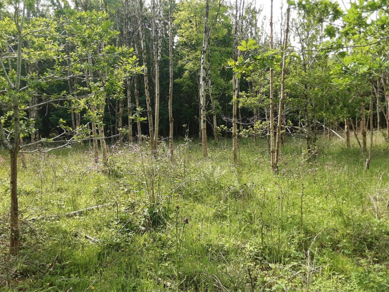 Images for West Chilla, Beaworthy