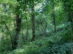 Images for Slapton, Kingsbridge